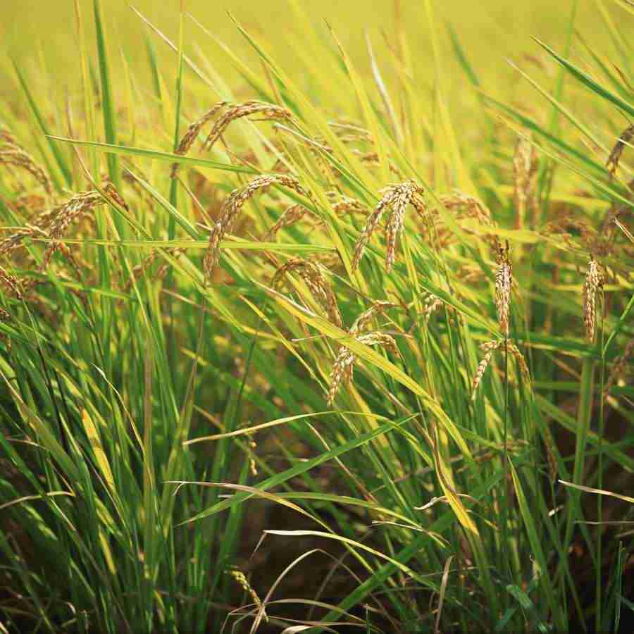 Japanese Four Seasons - Mixa Image Library ></a>
<script language=JavaScript> 
  var txt = 