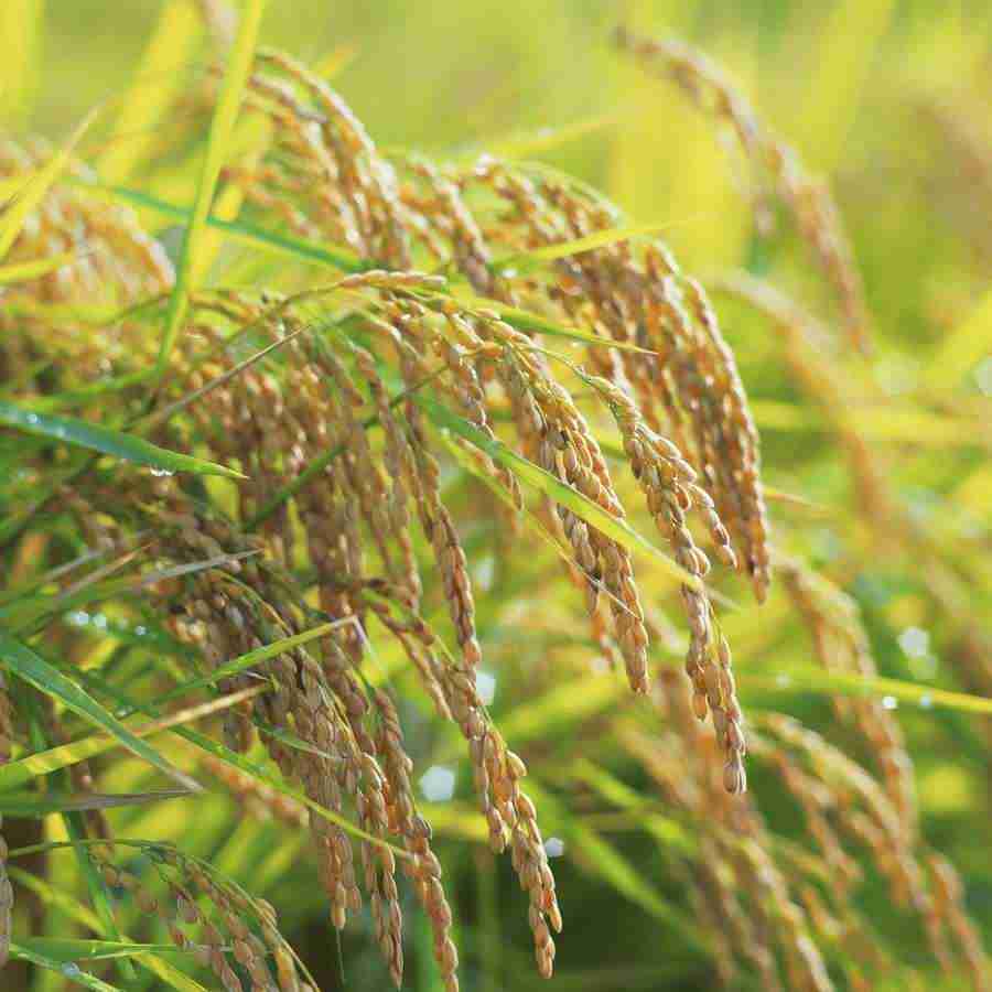 Japanese Four Seasons - Mixa Image Library ></a>
<script language=JavaScript> 
  var txt = 