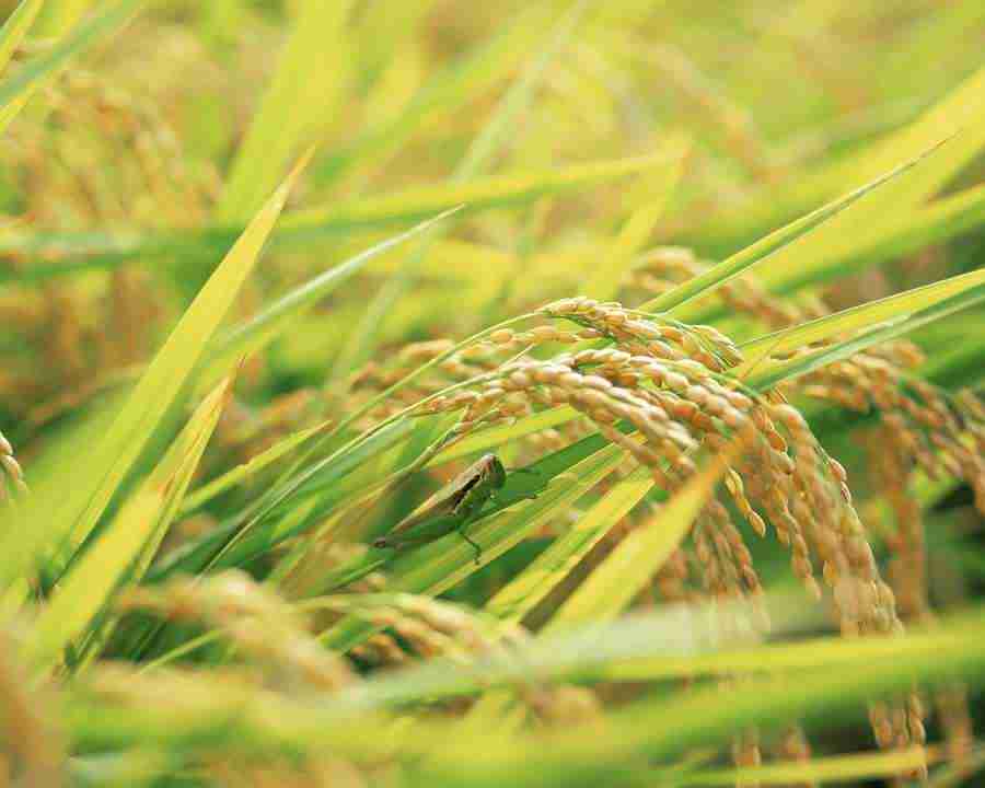 Japanese Four Seasons - Mixa Image Library ></a>
<script language=JavaScript> 
  var txt = 