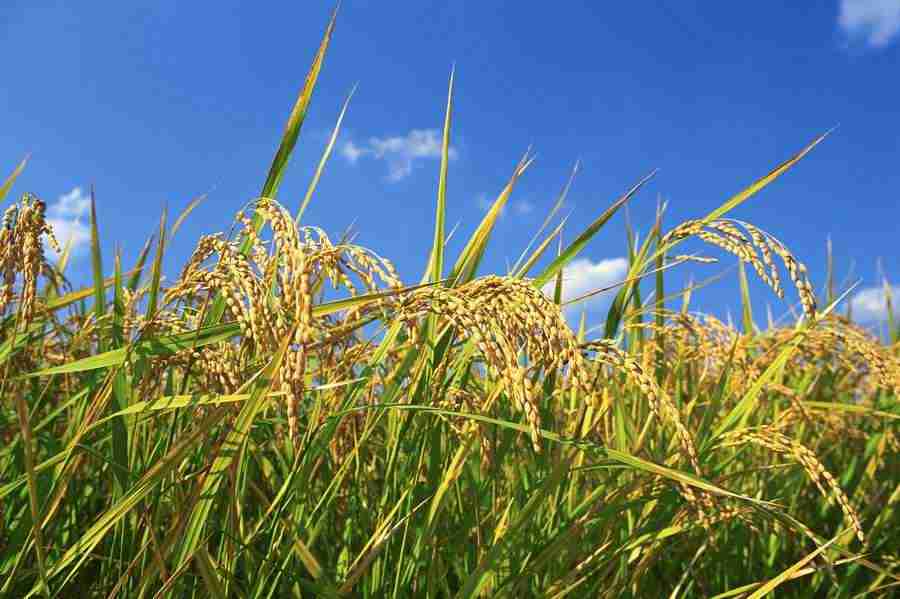 Japanese Four Seasons - Mixa Image Library ></a>
<script language=JavaScript> 
  var txt = 