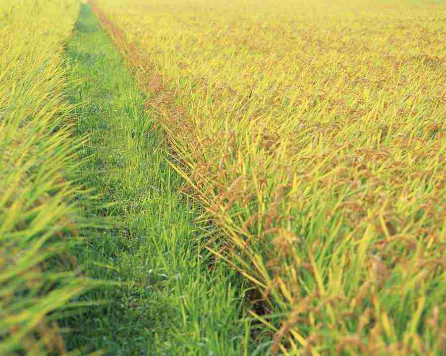 Japanese Four Seasons - Mixa Image Library ></a>
<script language=JavaScript> 
  var txt = 