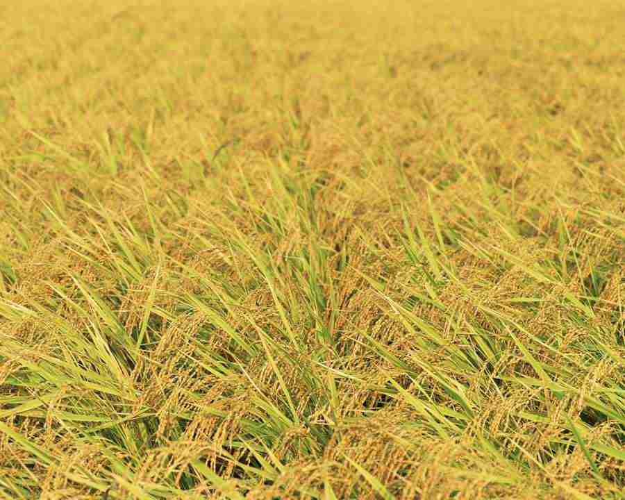 Japanese Four Seasons - Mixa Image Library ></a>
<script language=JavaScript> 
  var txt = 