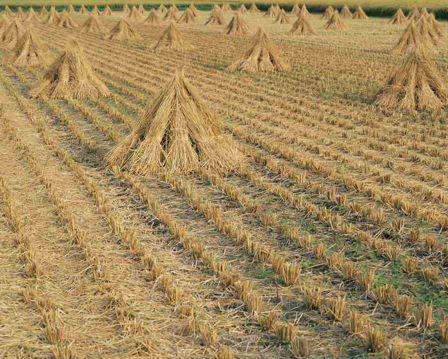 Japanese Four Seasons - Mixa Image Library ></a>
<script language=JavaScript> 
  var txt = 