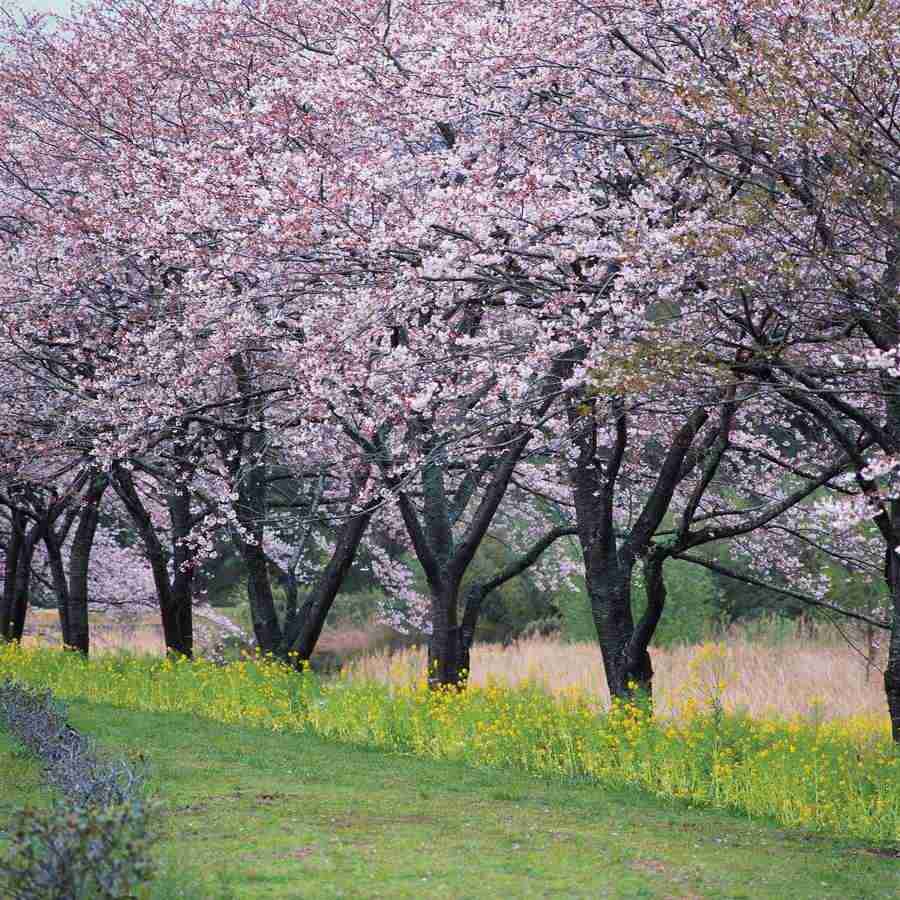 Japanese Four Seasons - Mixa Image Library ></a>
<script language=JavaScript> 
  var txt = 