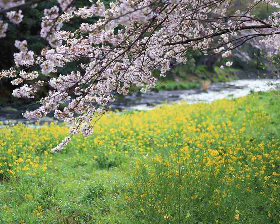 Japanese Four Seasons - Mixa Image Library ></a>
<script language=JavaScript> 
  var txt = 