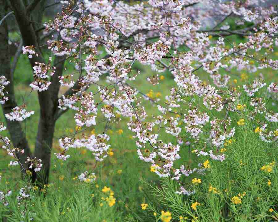 Japanese Four Seasons - Mixa Image Library ></a>
<script language=JavaScript> 
  var txt = 