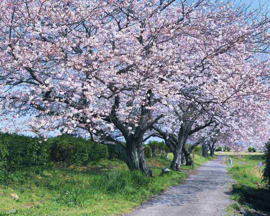 Japanese Four Seasons - Mixa Image Library ></a>
<script language=JavaScript> 
  var txt = 