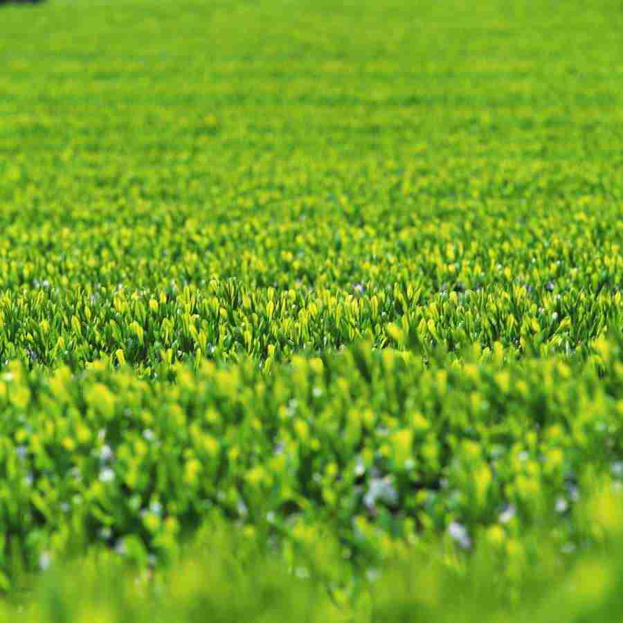 Japanese Four Seasons - Mixa Image Library ></a>
<script language=JavaScript> 
  var txt = 