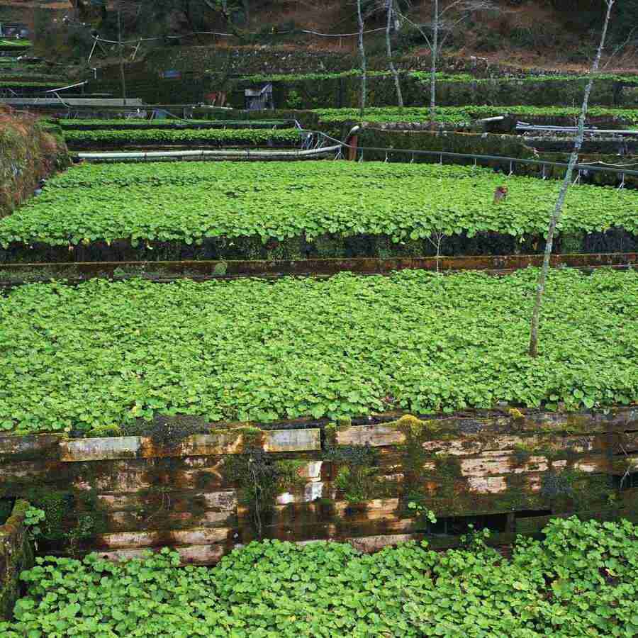 Japanese Four Seasons - Mixa Image Library ></a>
<script language=JavaScript> 
  var txt = 