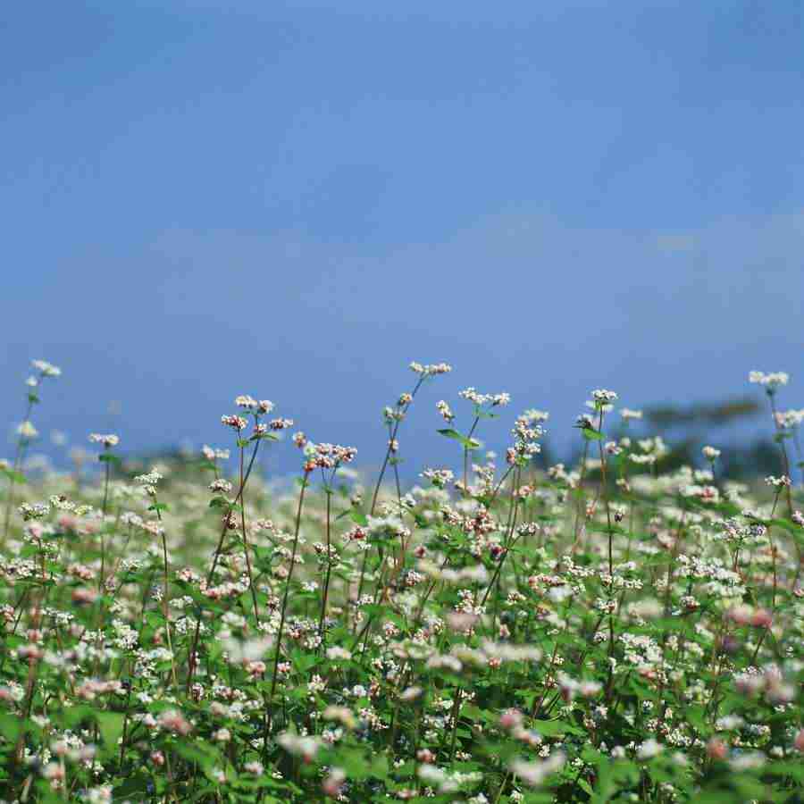 Japanese Four Seasons - Mixa Image Library ></a>
<script language=JavaScript> 
  var txt = 