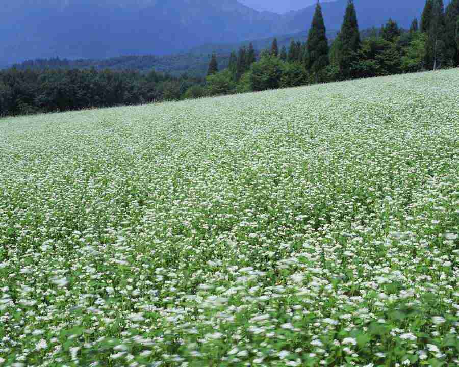 Japanese Four Seasons - Mixa Image Library ></a>
<script language=JavaScript> 
  var txt = 