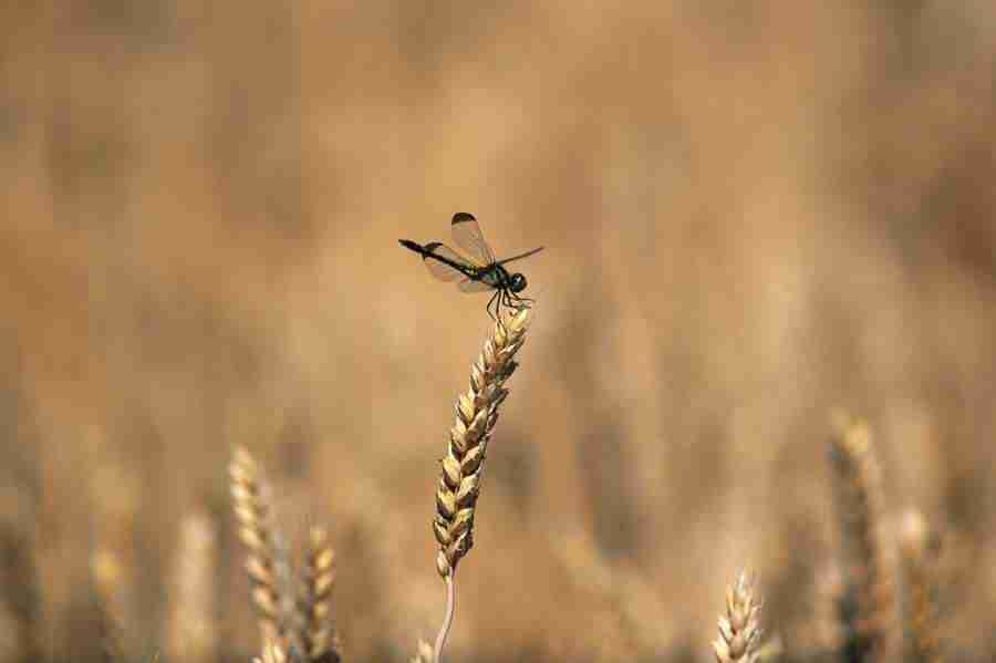 Japanese Four Seasons - Mixa Image Library ></a>
<script language=JavaScript> 
  var txt = 