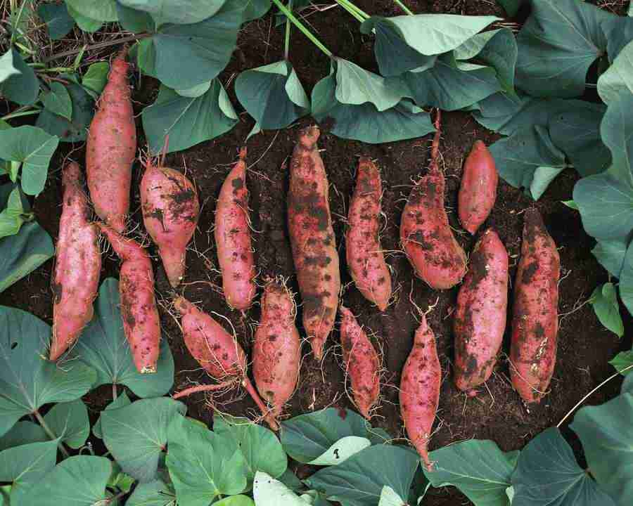 Japanese Four Seasons - Mixa Image Library ></a>
<script language=JavaScript> 
  var txt = 