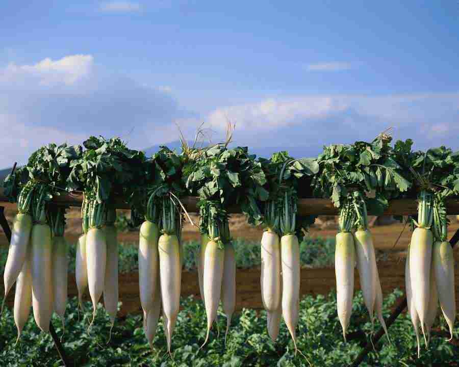 Japanese Four Seasons - Mixa Image Library ></a>
<script language=JavaScript> 
  var txt = 