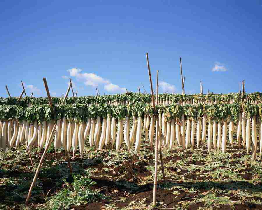 Japanese Four Seasons - Mixa Image Library ></a>
<script language=JavaScript> 
  var txt = 