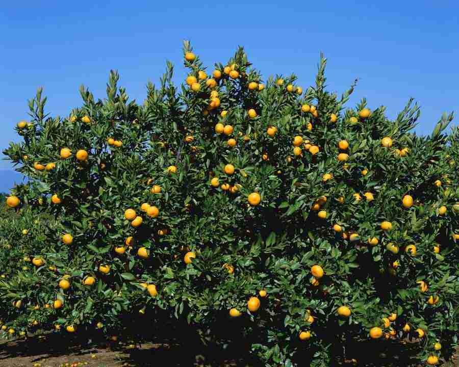 Japanese Four Seasons - Mixa Image Library ></a>
<script language=JavaScript> 
  var txt = 