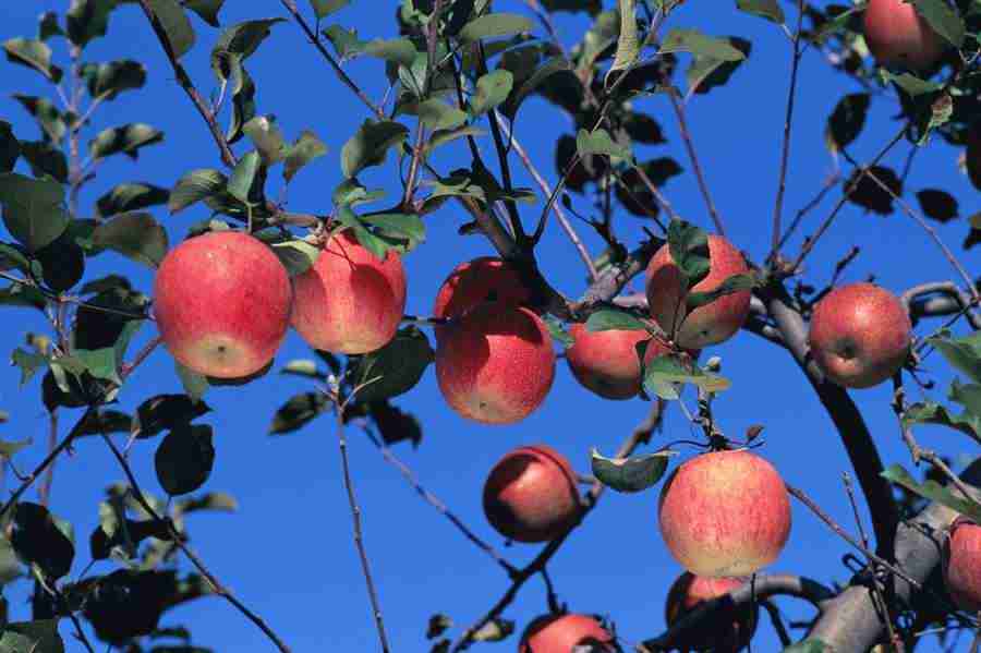 Japanese Four Seasons - Mixa Image Library ></a>
<script language=JavaScript> 
  var txt = 