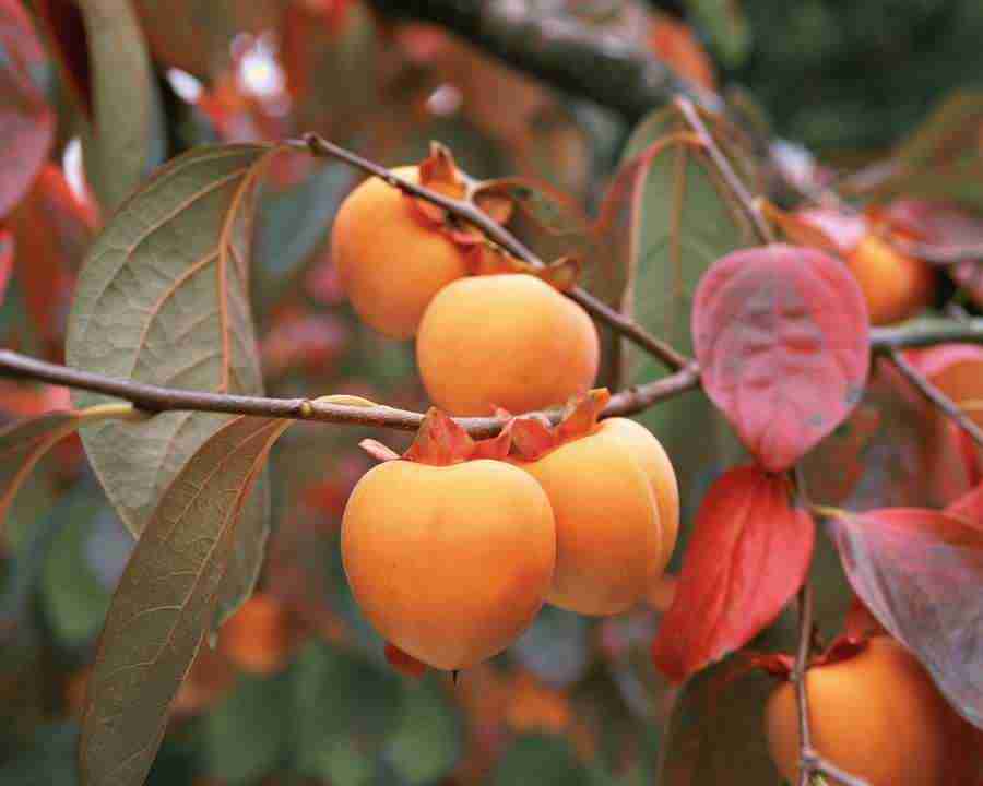 Japanese Four Seasons - Mixa Image Library ></a>
<script language=JavaScript> 
  var txt = 