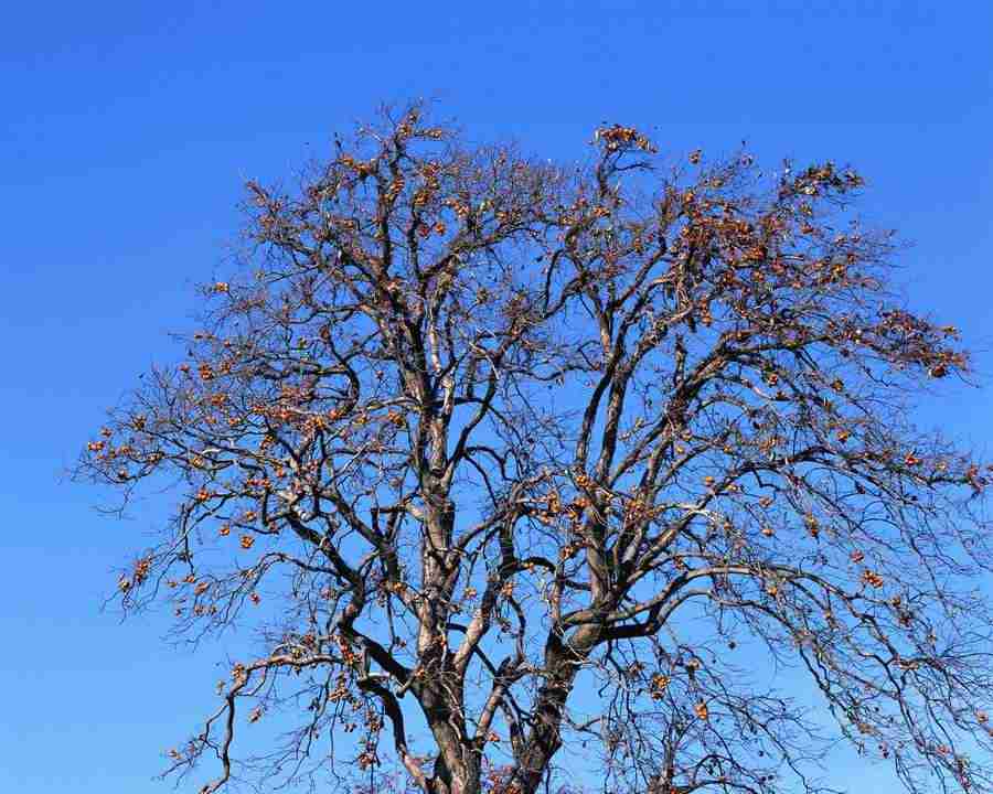 Japanese Four Seasons - Mixa Image Library ></a>
<script language=JavaScript> 
  var txt = 