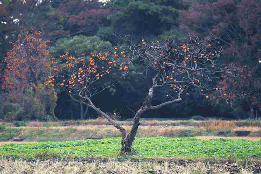 Japanese Four Seasons - Mixa Image Library ></a>
<script language=JavaScript> 
  var txt = 