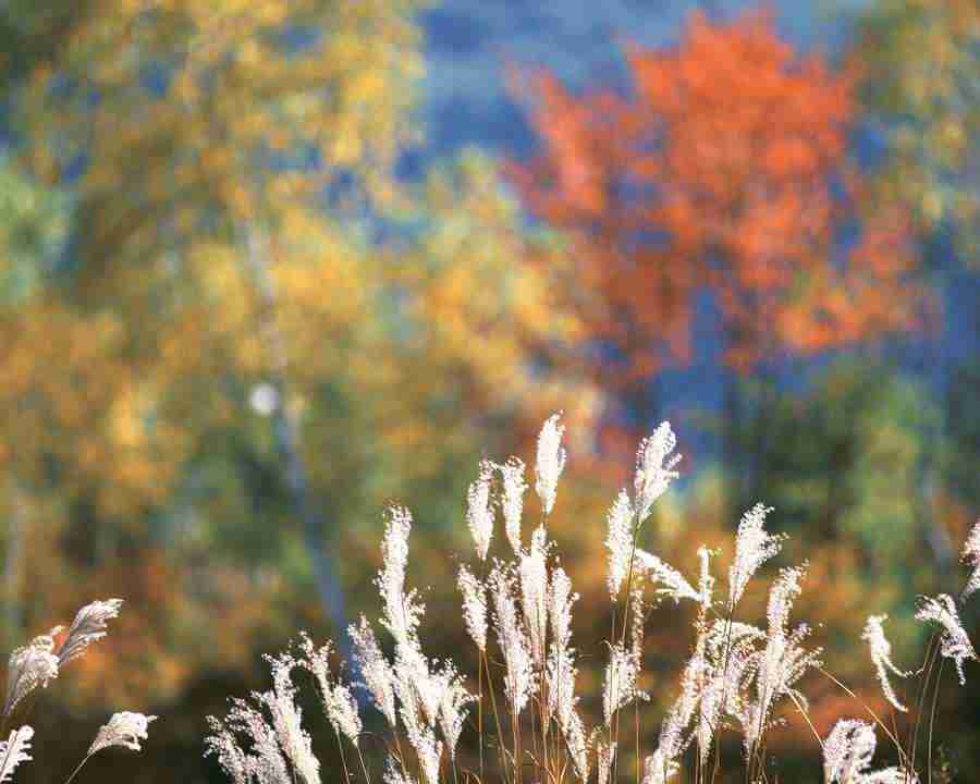 Japanese Four Seasons - Mixa Image Library ></a>
<script language=JavaScript> 
  var txt = 