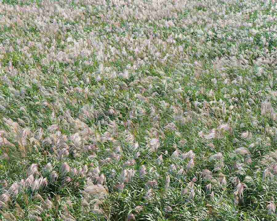 Japanese Four Seasons - Mixa Image Library ></a>
<script language=JavaScript> 
  var txt = 