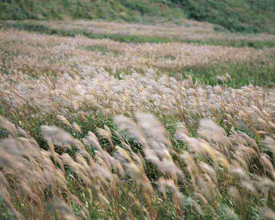 Japanese Four Seasons - Mixa Image Library ></a>
<script language=JavaScript> 
  var txt = 