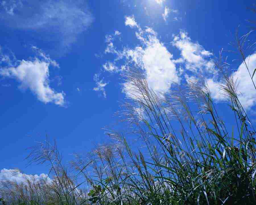 Japanese Four Seasons - Mixa Image Library ></a>
<script language=JavaScript> 
  var txt = 