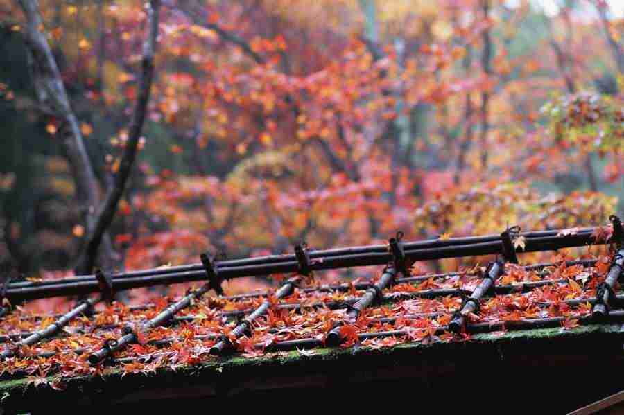 Japanese Four Seasons - Mixa Image Library ></a>
<script language=JavaScript> 
  var txt = 