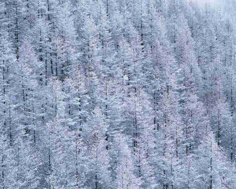 Japanese Four Seasons - Mixa Image Library ></a>
<script language=JavaScript> 
  var txt = 