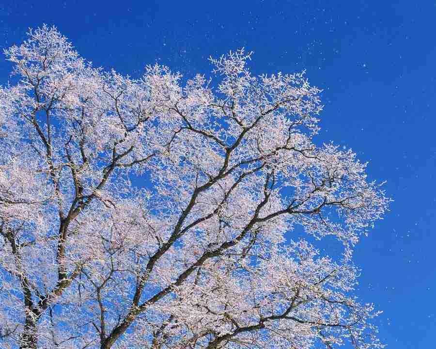 Japanese Four Seasons - Mixa Image Library ></a>
<script language=JavaScript> 
  var txt = 