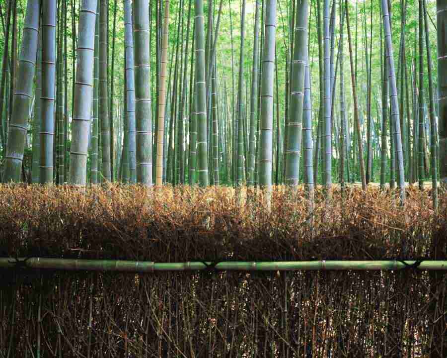 Kyoto - Mixa Image Library ></a>
<script language=JavaScript> 
  var txt = 