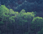 Mixa Image Library: Mountain Trees 