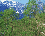 Mixa Image Library: Mountain Trees 