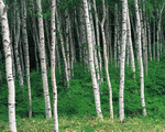 Mixa Image Library: Mountain Trees 