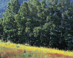 Mixa Image Library: Mountain Trees 