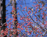 Mixa Image Library: Mountain Trees 