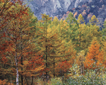 Mixa Image Library: Mountain Trees 