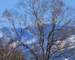 Mixa Image Library: Mountain Trees 