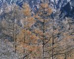 Mixa Image Library: Mountain Trees 