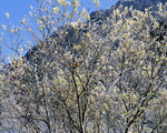 Mixa Image Library: Mountain Trees 