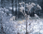 Mixa Image Library: Mountain Trees 