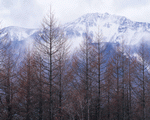 Mixa Image Library: Mountain Trees 