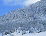 Mixa Image Library: Mountain Trees 