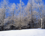 Mixa Image Library: Mountain Trees 