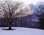 Mixa Image Library: Mountain Trees 