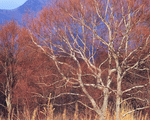 Mixa Image Library: Mountain Trees 