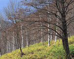 Mixa Image Library: Mountain Trees 