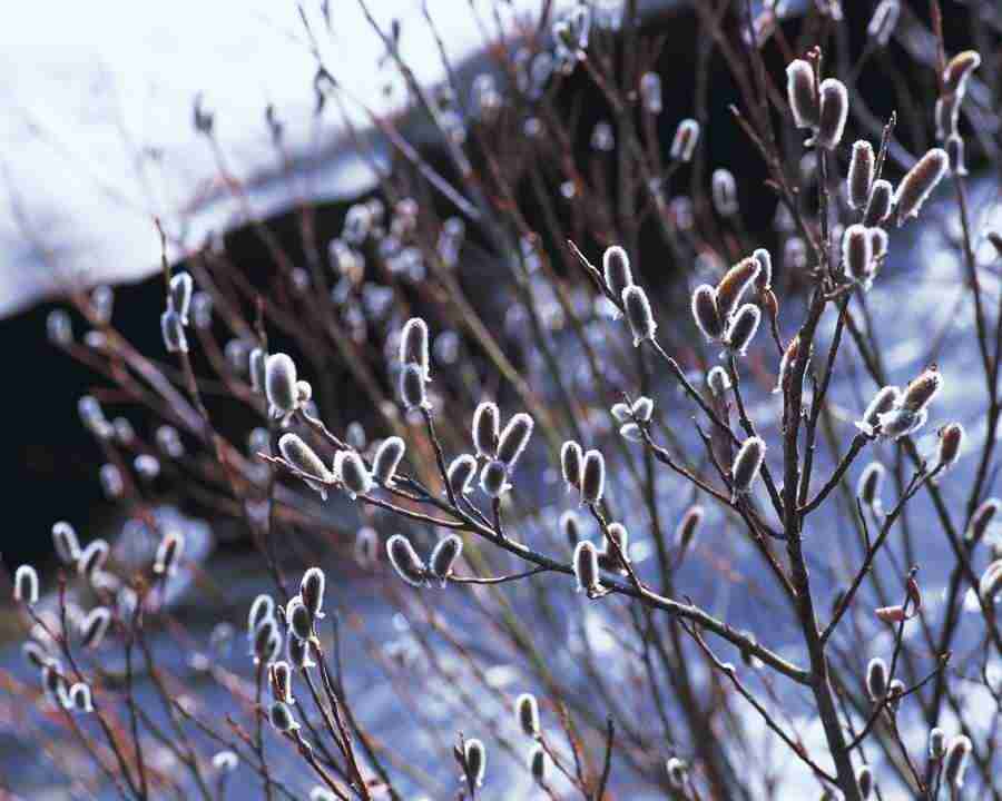 Mountain Trees - Mixa Image Library ></a>
<script language=JavaScript> 
  var txt = 