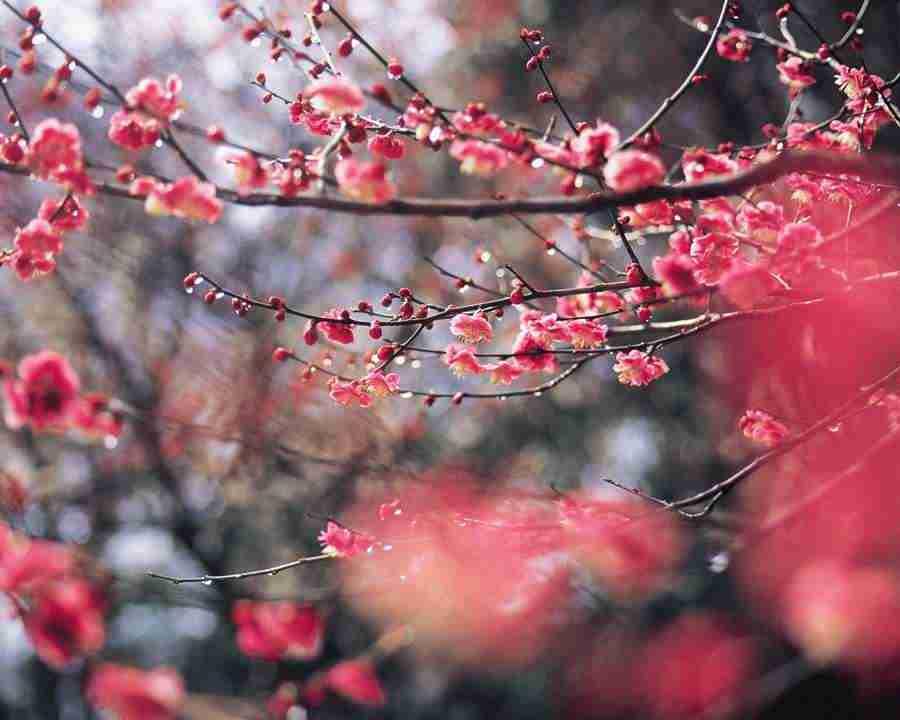 Mountain Trees - Mixa Image Library ></a>
<script language=JavaScript> 
  var txt = 